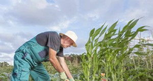 Fouten bij het planten van gezelschapsdieren:probleemoplossing en oplossingen voor een bloeiende tuin 