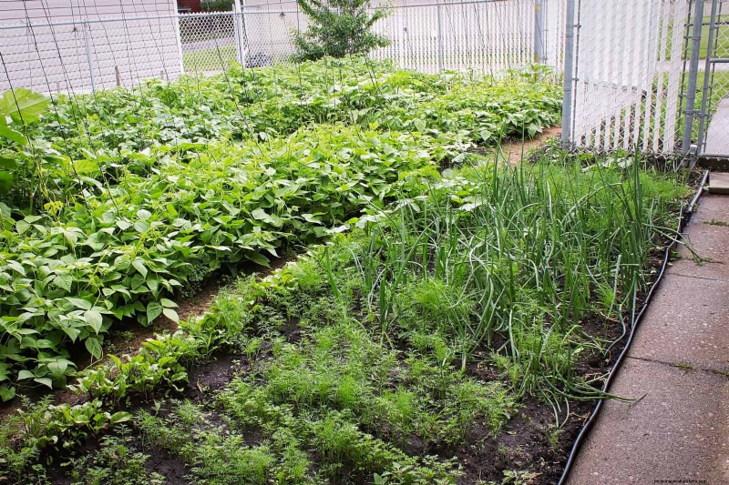 Fehler beim Begleitpflanzen:Fehlerbehebung und Lösungen für einen blühenden Garten 