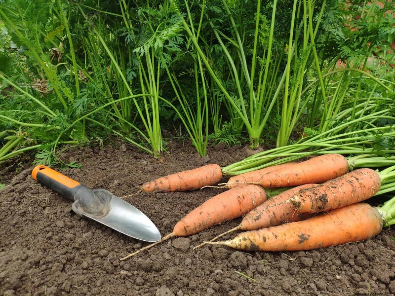 Fehler beim Begleitpflanzen:Fehlerbehebung und Lösungen für einen blühenden Garten 