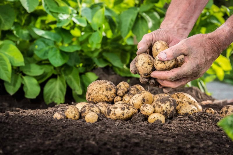 Fehler beim Begleitpflanzen:Fehlerbehebung und Lösungen für einen blühenden Garten 