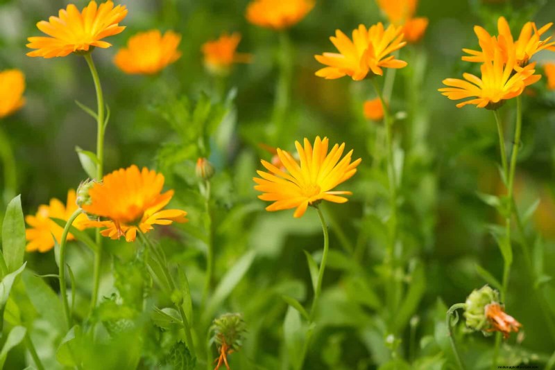 Fehler beim Begleitpflanzen:Fehlerbehebung und Lösungen für einen blühenden Garten 