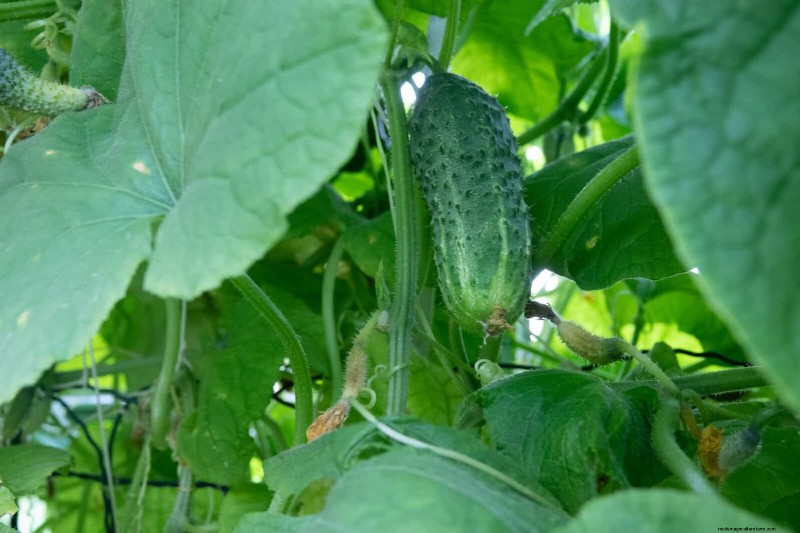 Fehler beim Begleitpflanzen:Fehlerbehebung und Lösungen für einen blühenden Garten 