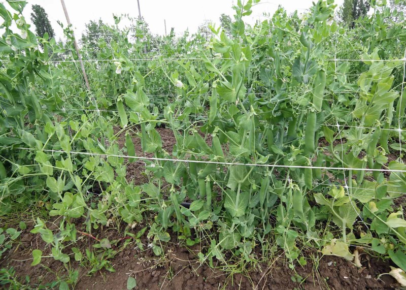 Fehler beim Begleitpflanzen:Fehlerbehebung und Lösungen für einen blühenden Garten 