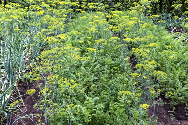 Fehler beim Begleitpflanzen:Fehlerbehebung und Lösungen für einen blühenden Garten 