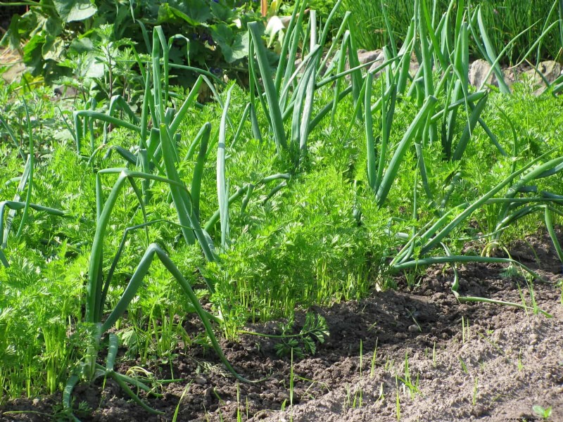Fehler beim Begleitpflanzen:Fehlerbehebung und Lösungen für einen blühenden Garten 