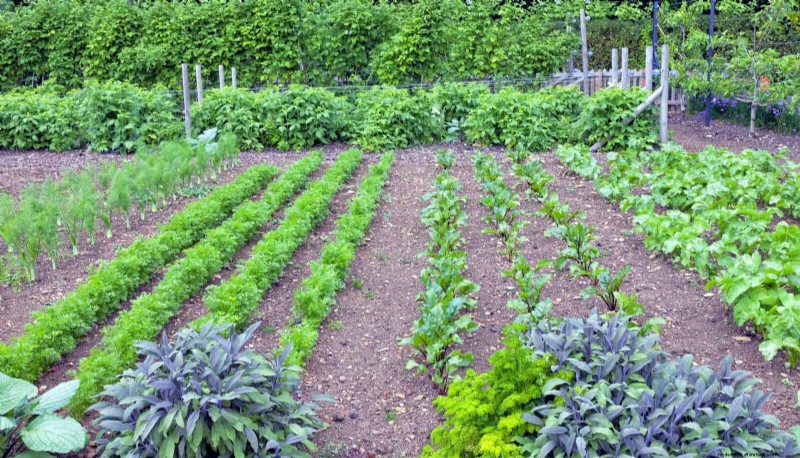 Fehler beim Begleitpflanzen:Fehlerbehebung und Lösungen für einen blühenden Garten 