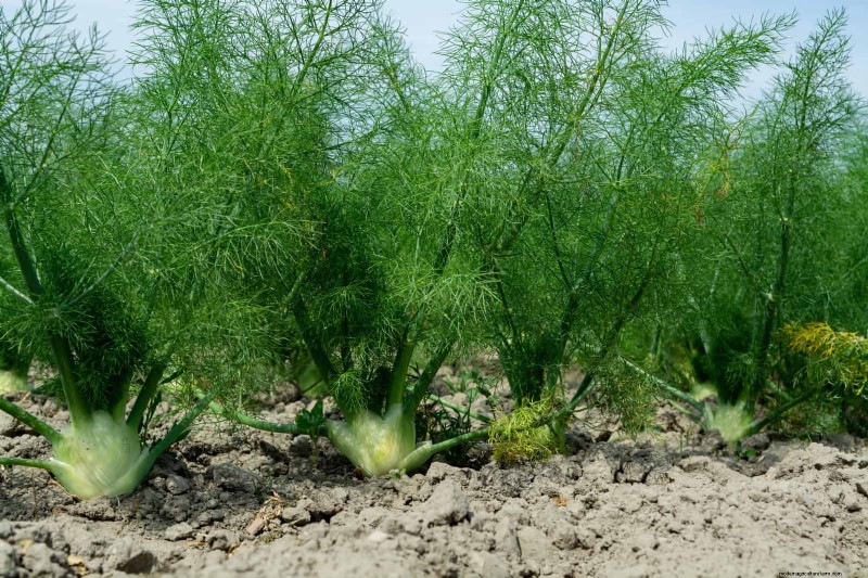 Fehler beim Begleitpflanzen:Fehlerbehebung und Lösungen für einen blühenden Garten 