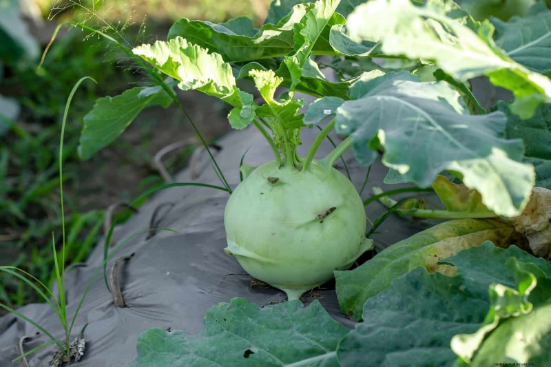 Fehler beim Begleitpflanzen:Fehlerbehebung und Lösungen für einen blühenden Garten 