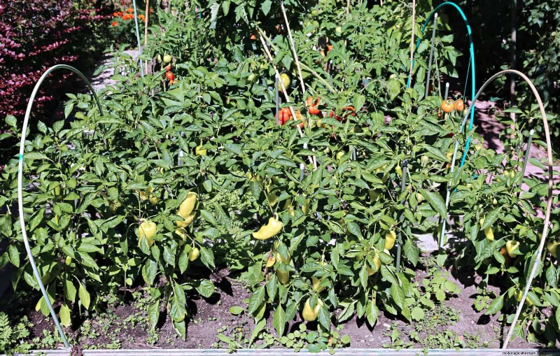 Fehler beim Begleitpflanzen:Fehlerbehebung und Lösungen für einen blühenden Garten 