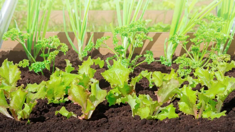 Fehler beim Begleitpflanzen:Fehlerbehebung und Lösungen für einen blühenden Garten 