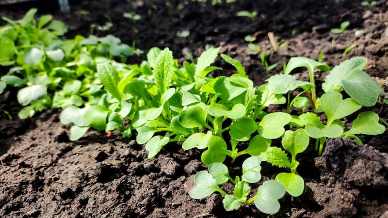 Fehler beim Begleitpflanzen:Fehlerbehebung und Lösungen für einen blühenden Garten 