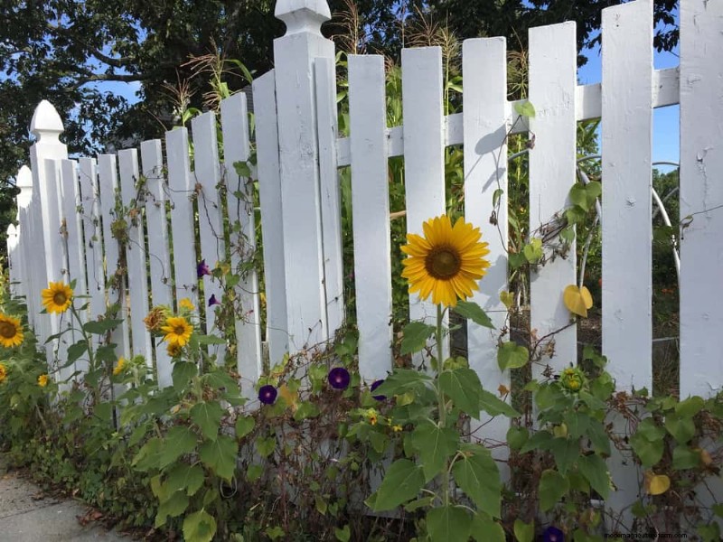 Fehler beim Begleitpflanzen:Fehlerbehebung und Lösungen für einen blühenden Garten 