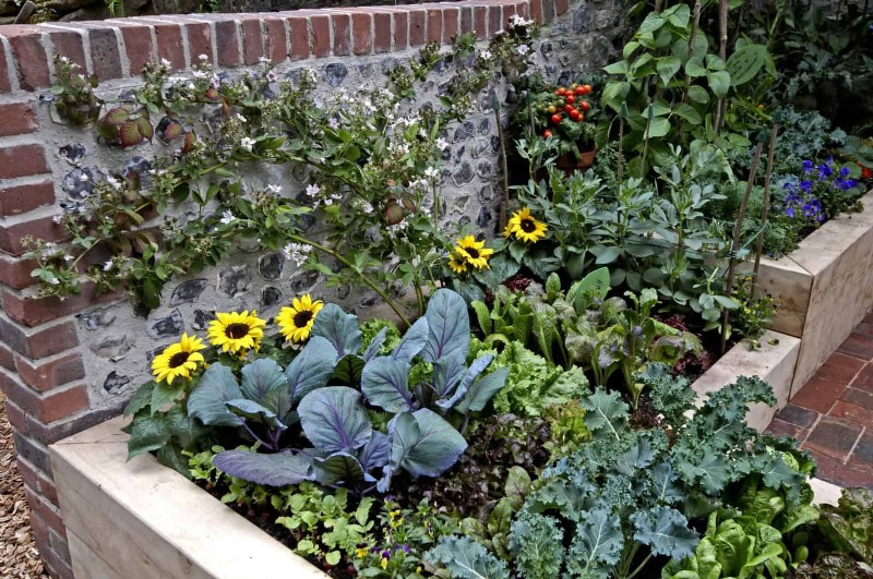 Fehler beim Begleitpflanzen:Fehlerbehebung und Lösungen für einen blühenden Garten 