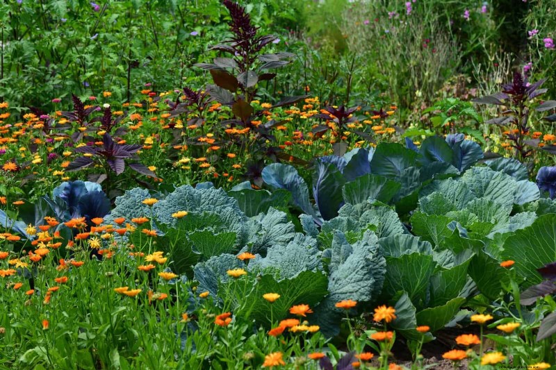 Fehler beim Begleitpflanzen:Fehlerbehebung und Lösungen für einen blühenden Garten 