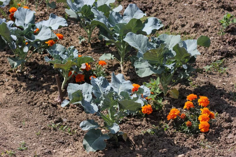 Fehler beim Begleitpflanzen:Fehlerbehebung und Lösungen für einen blühenden Garten 