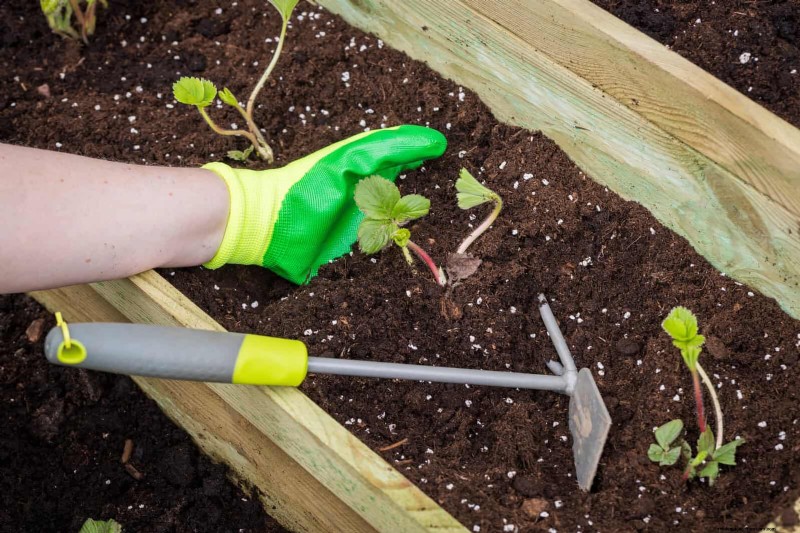 Fehler beim Begleitpflanzen:Fehlerbehebung und Lösungen für einen blühenden Garten 