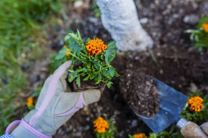 Fehler beim Begleitpflanzen:Fehlerbehebung und Lösungen für einen blühenden Garten 