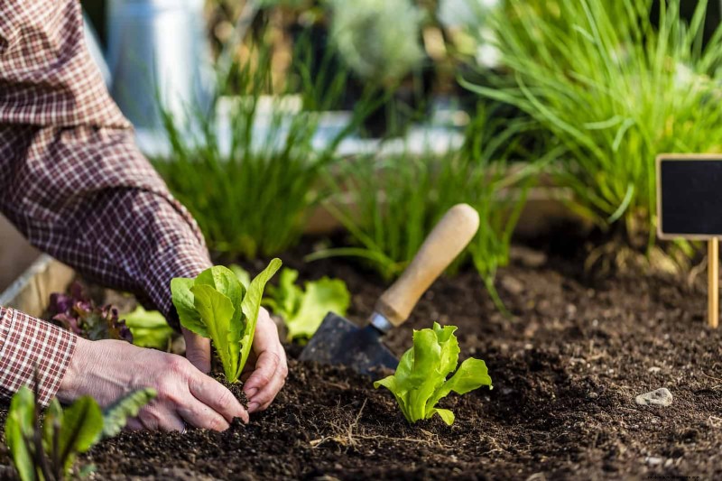 Fehler beim Begleitpflanzen:Fehlerbehebung und Lösungen für einen blühenden Garten 