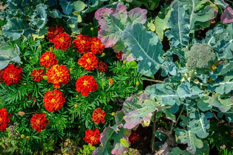 Fehler beim Begleitpflanzen:Fehlerbehebung und Lösungen für einen blühenden Garten 