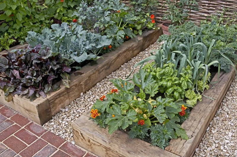 Fehler beim Begleitpflanzen:Fehlerbehebung und Lösungen für einen blühenden Garten 