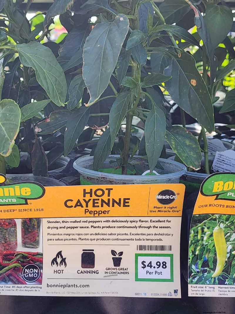29 einzigartige Pfeffersorten im Home Depot gefunden | Gartenführer 