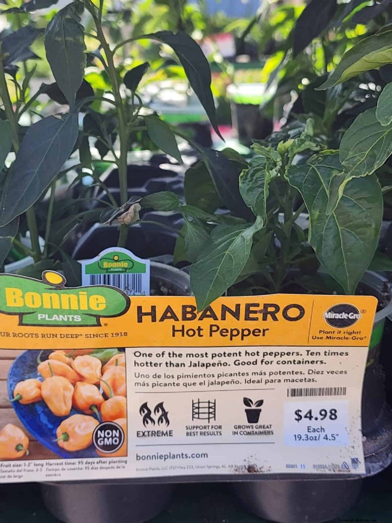 29 einzigartige Pfeffersorten im Home Depot gefunden | Gartenführer 