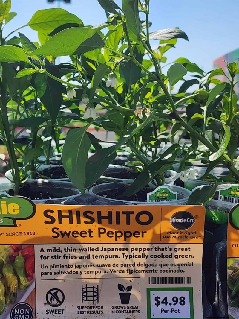 29 einzigartige Pfeffersorten im Home Depot gefunden | Gartenführer 