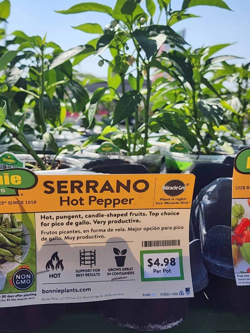 29 einzigartige Pfeffersorten im Home Depot gefunden | Gartenführer 