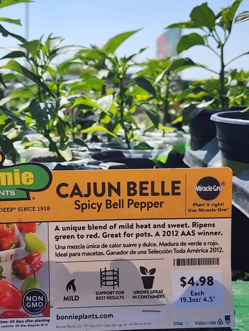 29 einzigartige Pfeffersorten im Home Depot gefunden | Gartenführer 