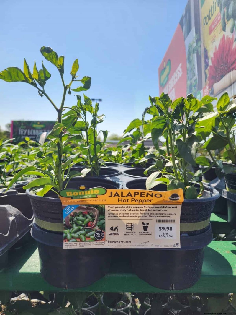 29 einzigartige Pfeffersorten im Home Depot gefunden | Gartenführer 