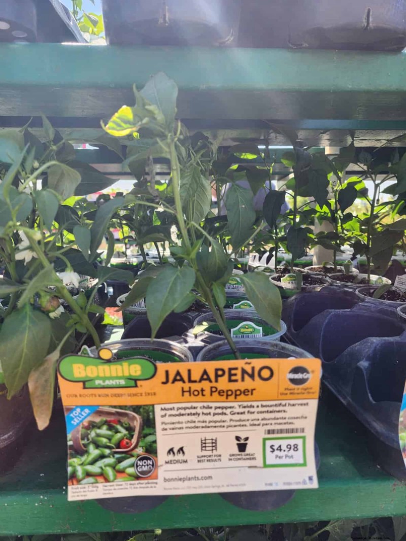 29 einzigartige Pfeffersorten im Home Depot gefunden | Gartenführer 