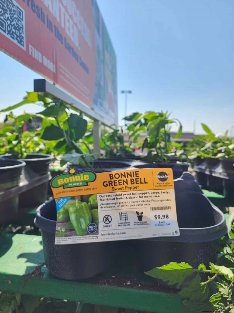29 einzigartige Pfeffersorten im Home Depot gefunden | Gartenführer 