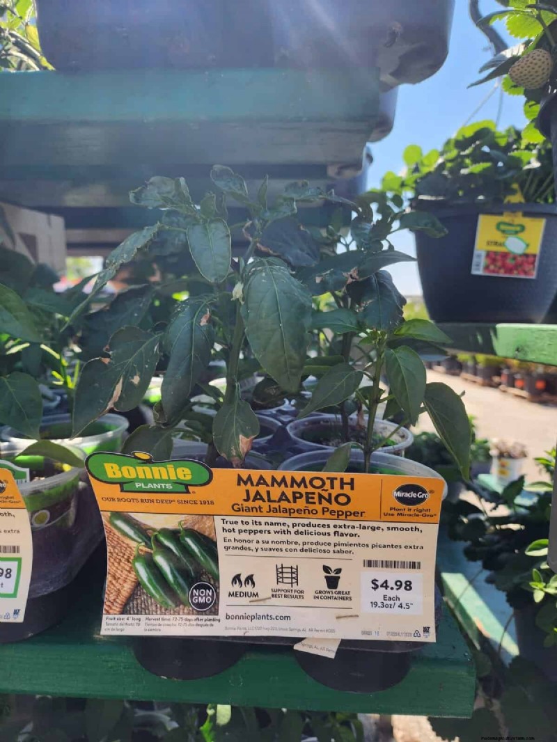 29 einzigartige Pfeffersorten im Home Depot gefunden | Gartenführer 