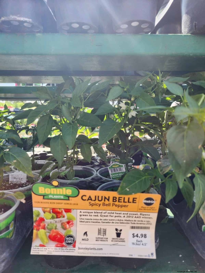 29 einzigartige Pfeffersorten im Home Depot gefunden | Gartenführer 