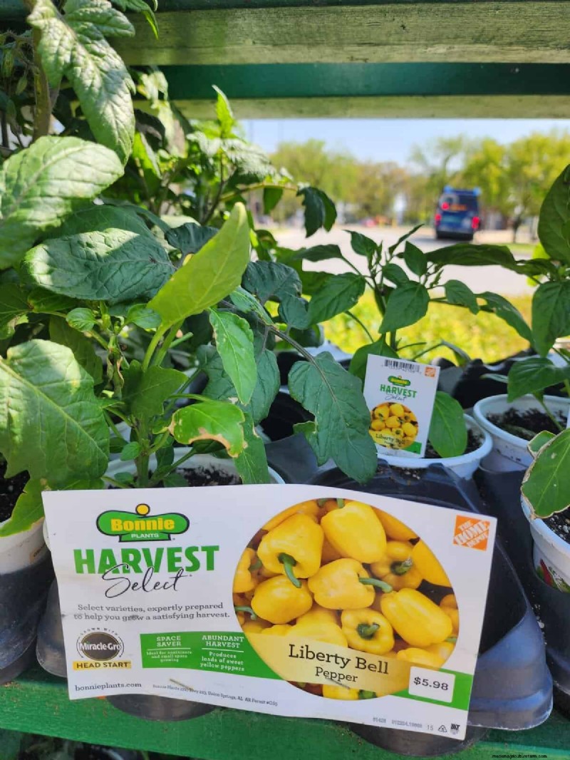 29 einzigartige Pfeffersorten im Home Depot gefunden | Gartenführer 
