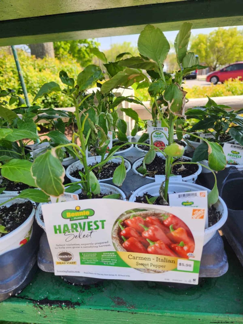 29 einzigartige Pfeffersorten im Home Depot gefunden | Gartenführer 