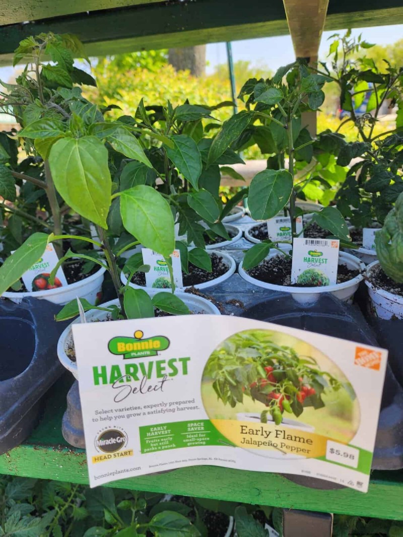 29 einzigartige Pfeffersorten im Home Depot gefunden | Gartenführer 