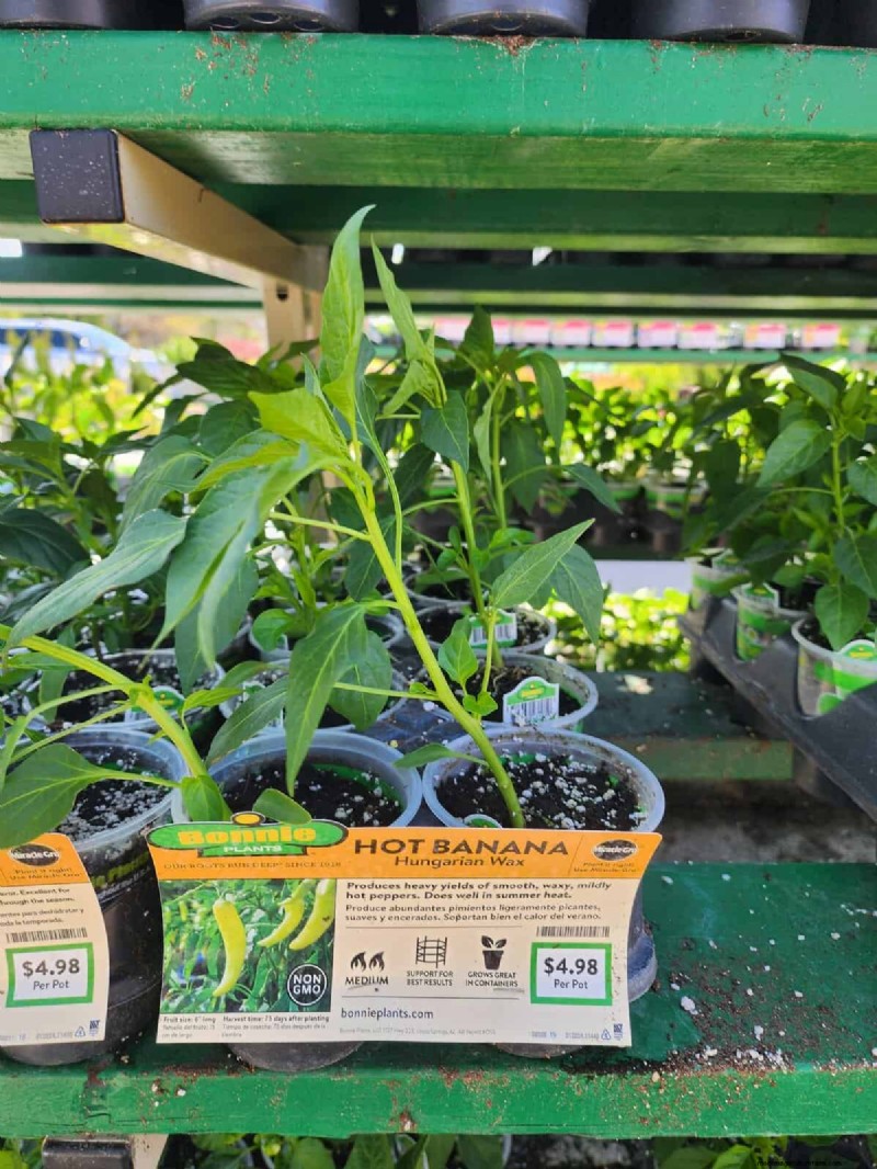 29 einzigartige Pfeffersorten im Home Depot gefunden | Gartenführer 