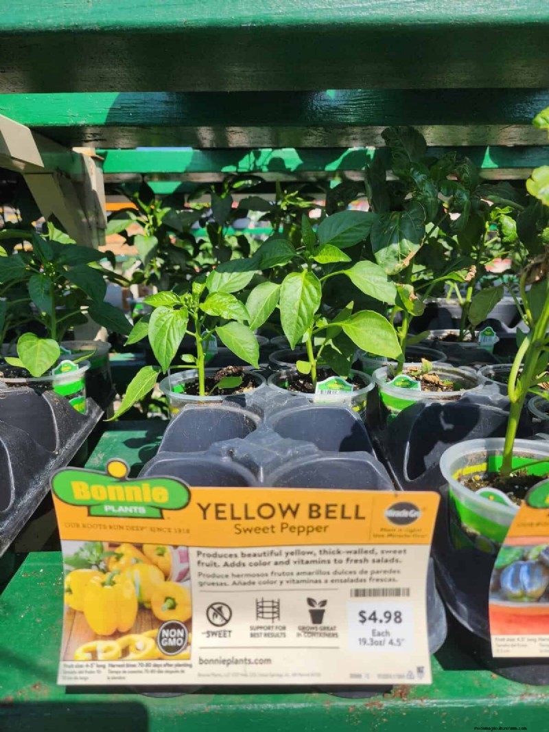 29 einzigartige Pfeffersorten im Home Depot gefunden | Gartenführer 