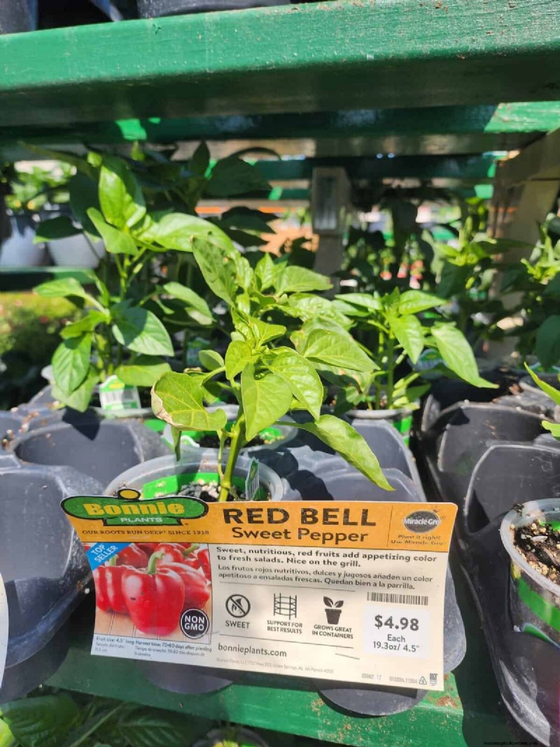 29 einzigartige Pfeffersorten im Home Depot gefunden | Gartenführer 