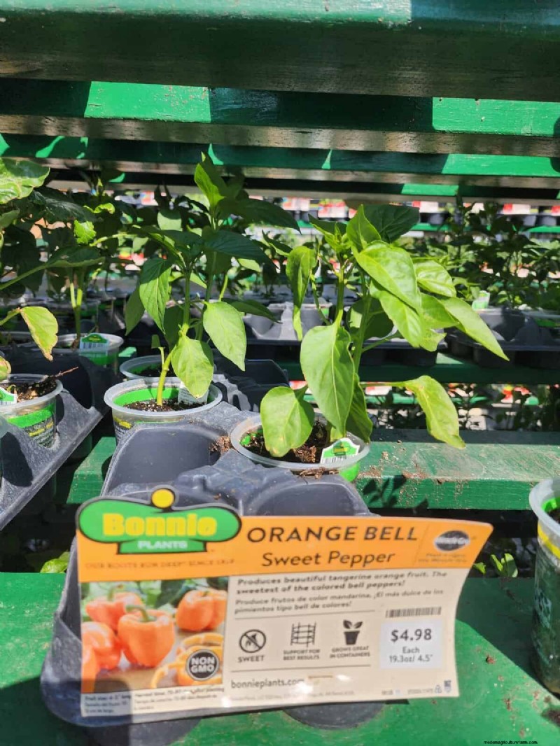 29 einzigartige Pfeffersorten im Home Depot gefunden | Gartenführer 