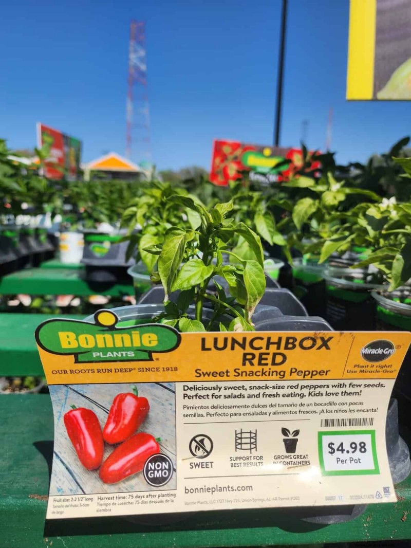 29 einzigartige Pfeffersorten im Home Depot gefunden | Gartenführer 