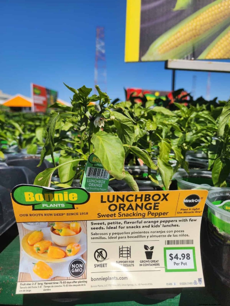 29 einzigartige Pfeffersorten im Home Depot gefunden | Gartenführer 