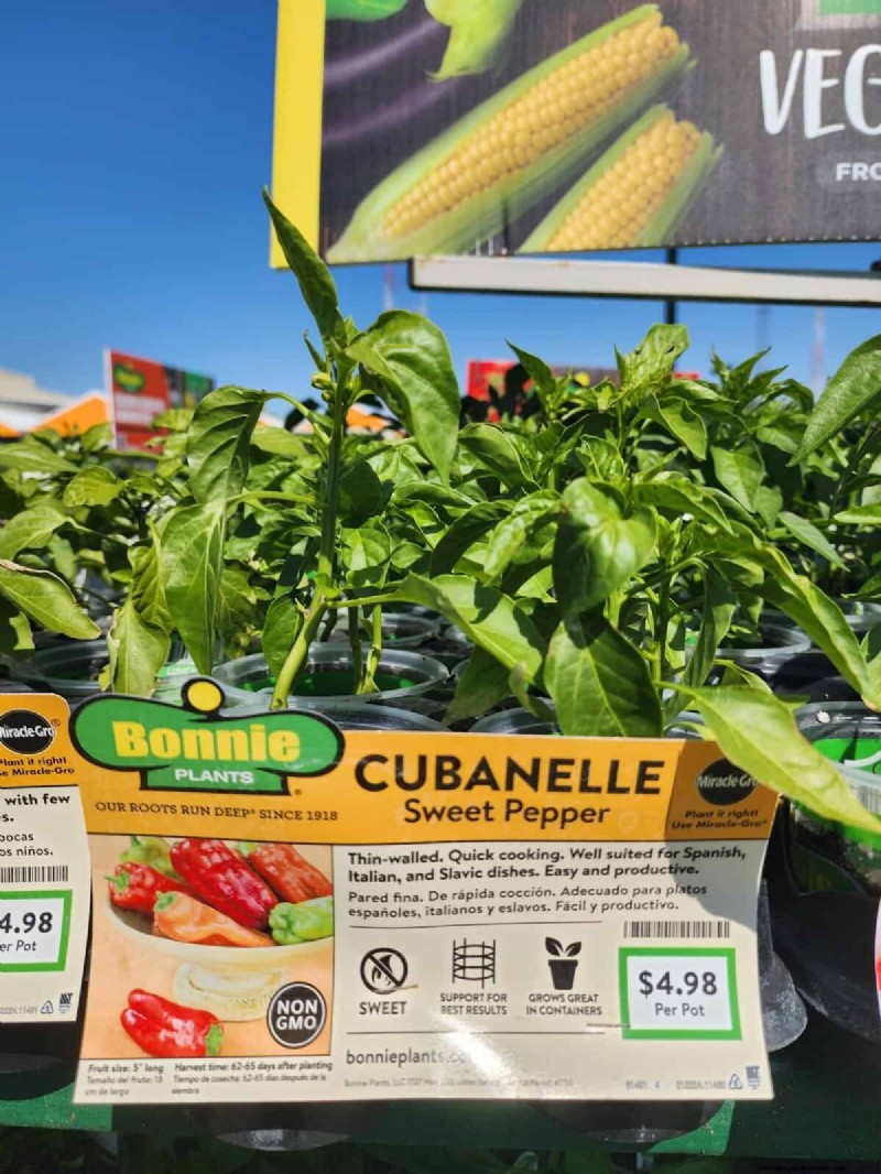 29 einzigartige Pfeffersorten im Home Depot gefunden | Gartenführer 