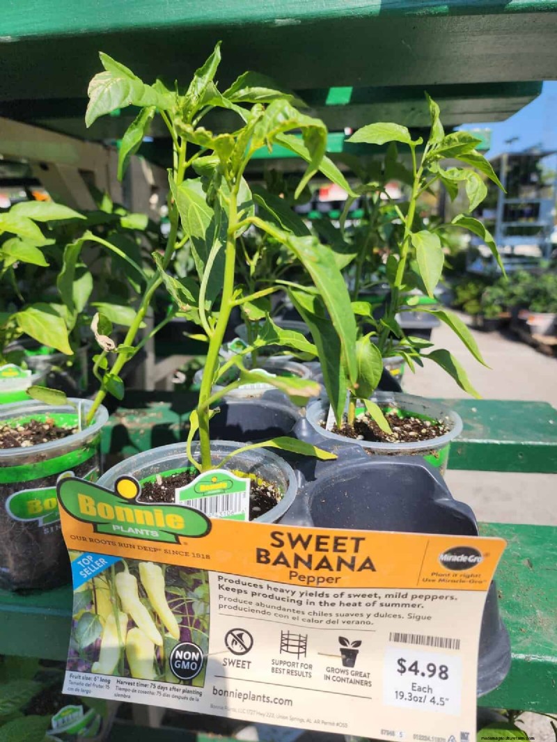 29 einzigartige Pfeffersorten im Home Depot gefunden | Gartenführer 