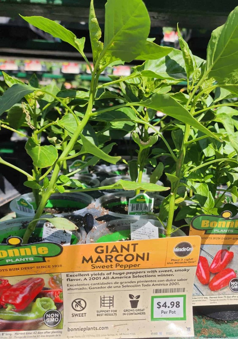 29 einzigartige Pfeffersorten im Home Depot gefunden | Gartenführer 