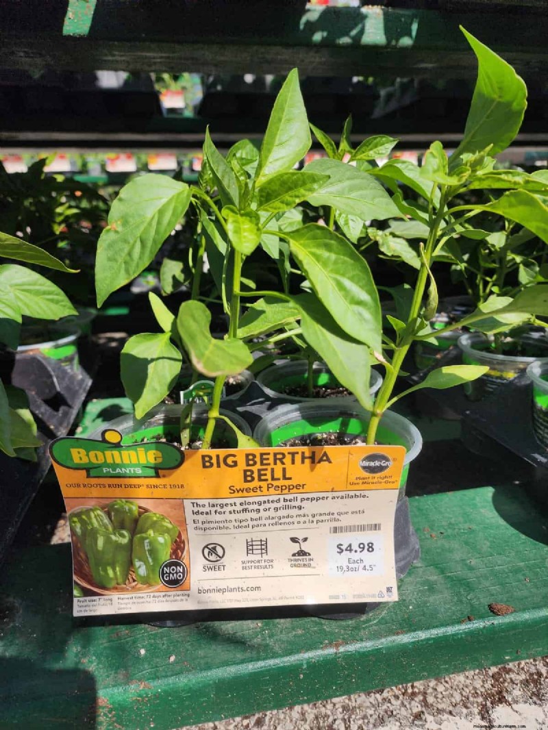 29 einzigartige Pfeffersorten im Home Depot gefunden | Gartenführer 