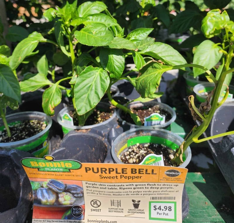 29 einzigartige Pfeffersorten im Home Depot gefunden | Gartenführer 