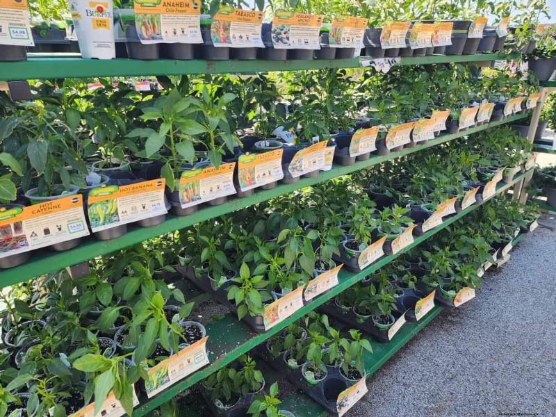 29 einzigartige Pfeffersorten im Home Depot gefunden | Gartenführer 