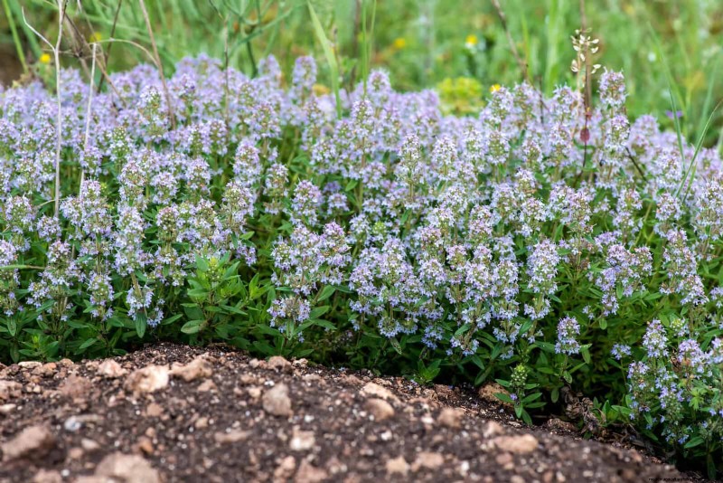 Beste Randideen für Gehwege und Gartenränder | Depositphotos 